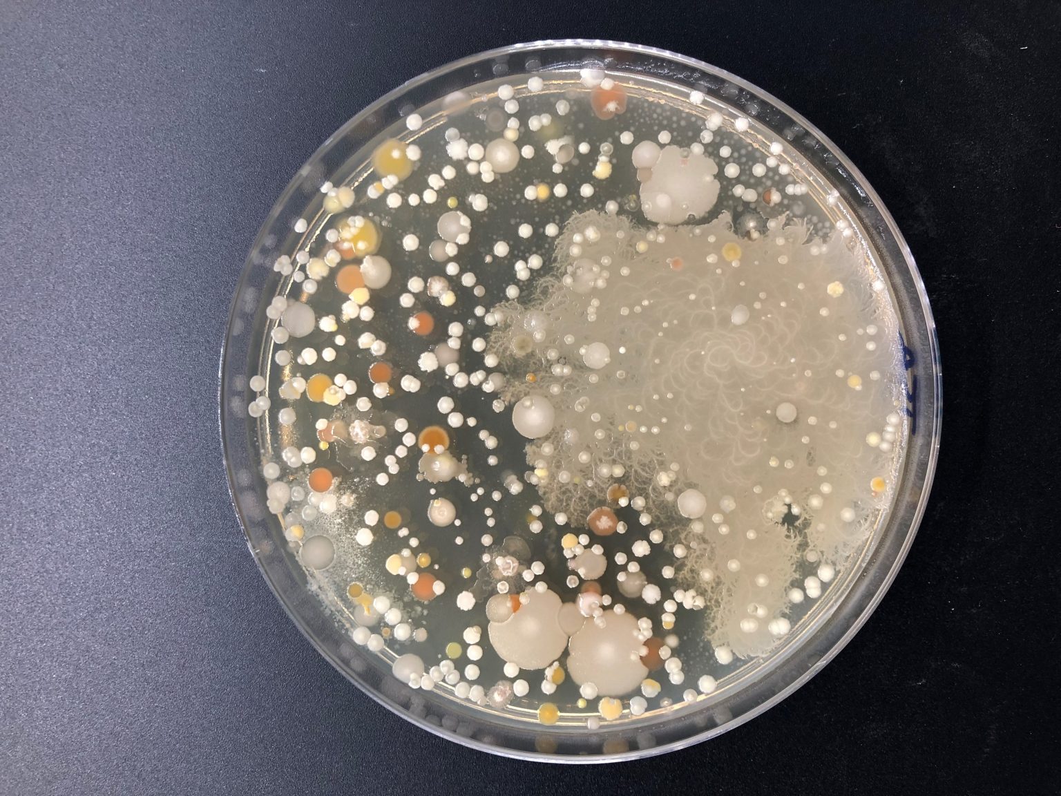 Agar para medios de cultivo generales – Industrias Roko
