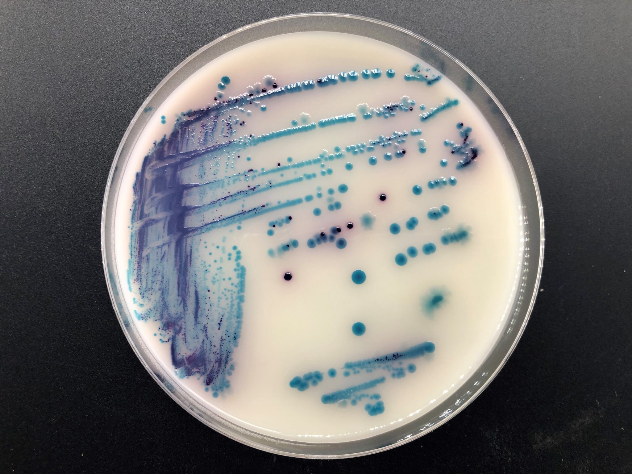 Agar for selective/differential culture media Industrias Roko