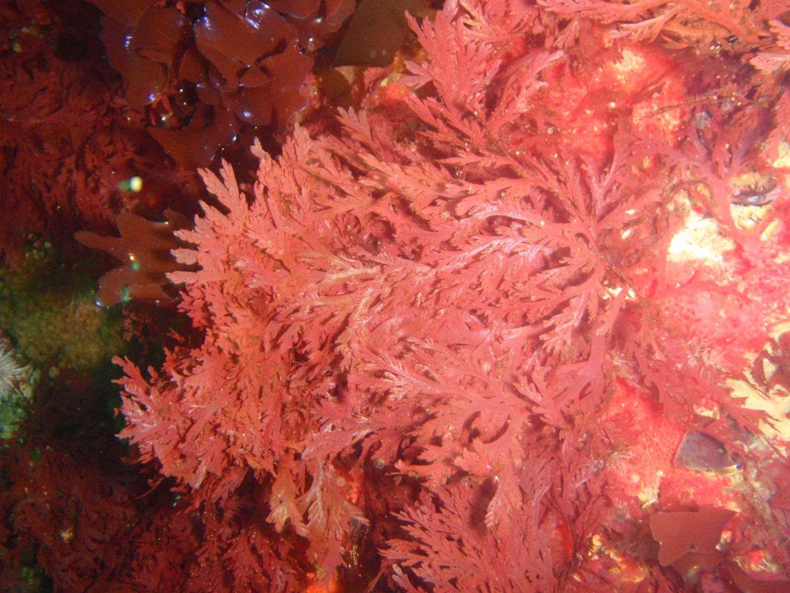 Productos – Industrias Roko