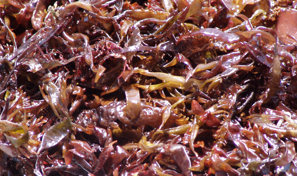 Carragenatos – Industrias Roko